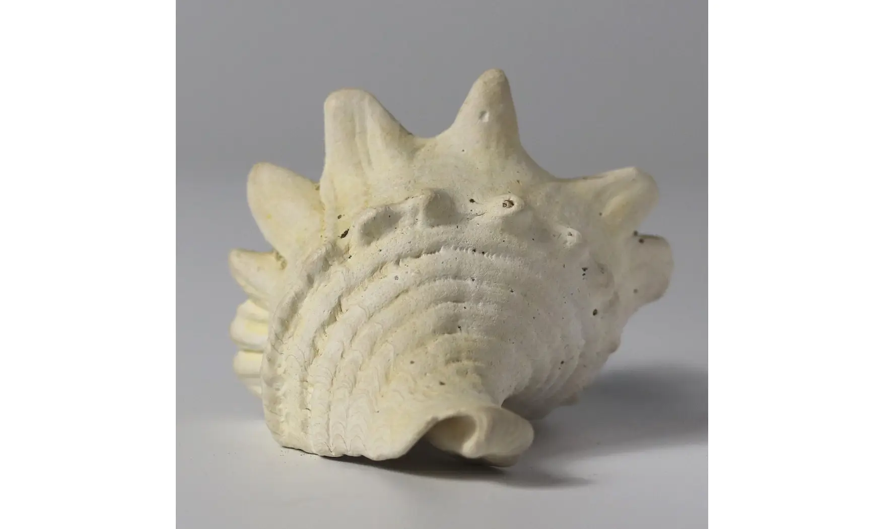 Melongena minax