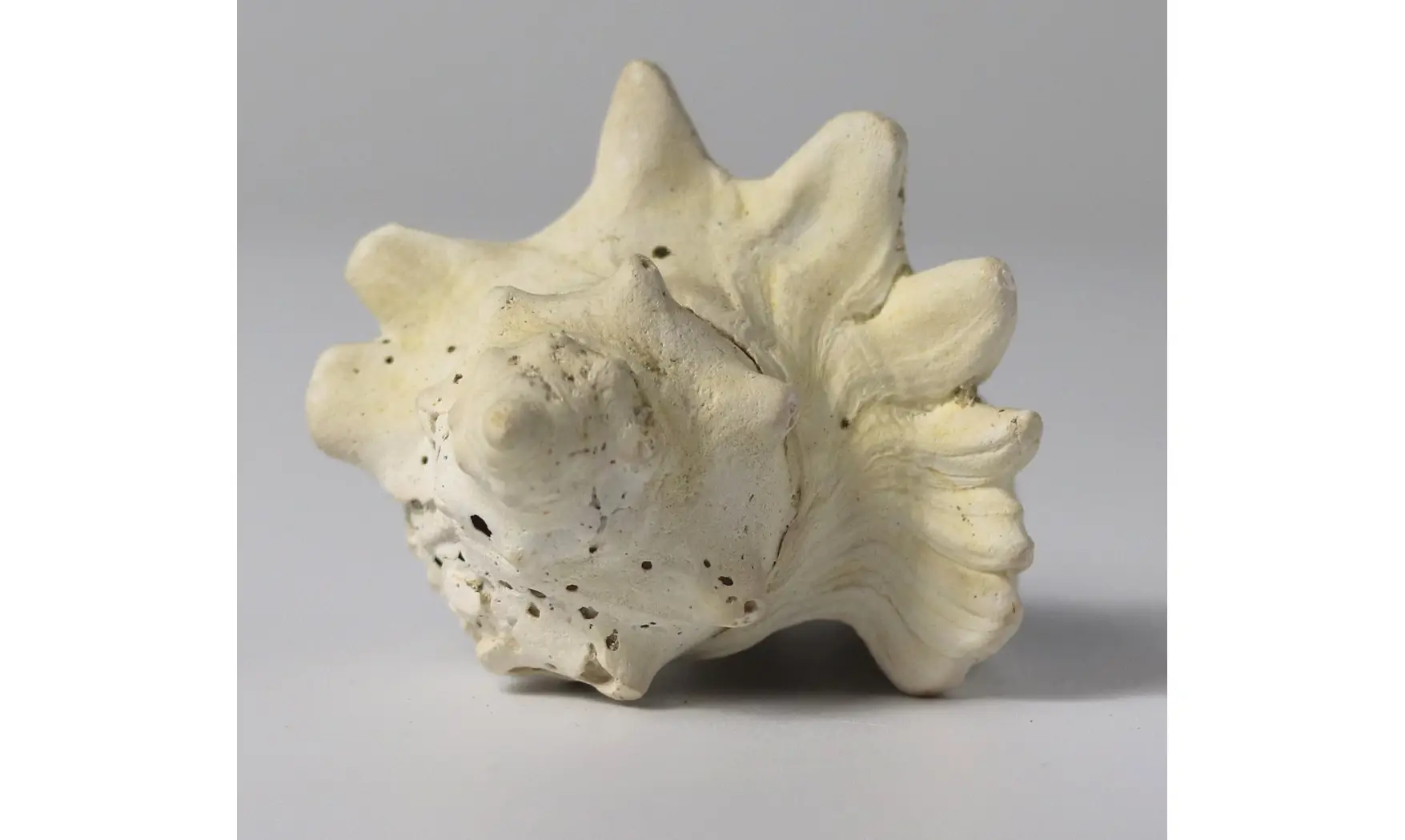 Melongena minax