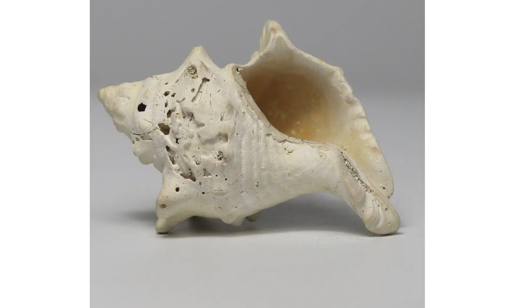 Melongena minax