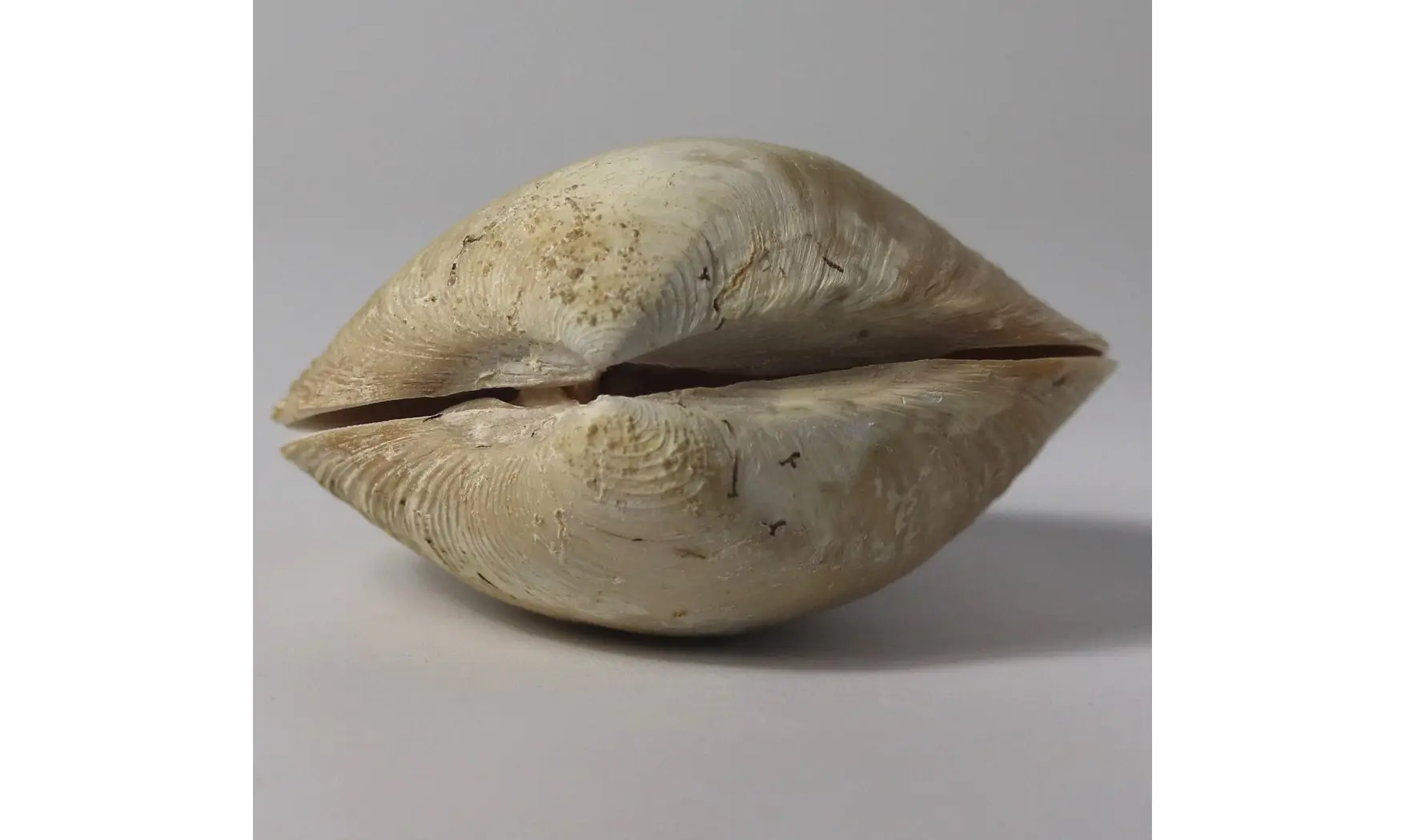 Crassatella ponderosa (GMELIN, 1791)