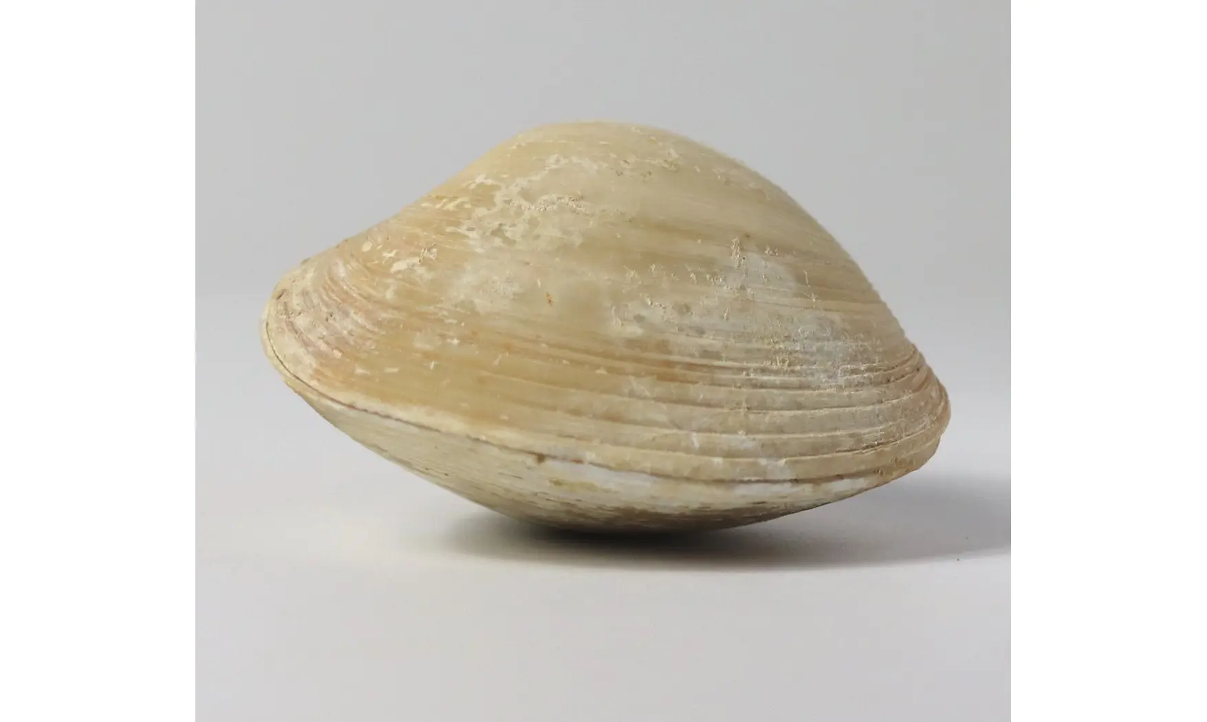 Crassatella ponderosa (GMELIN, 1791)