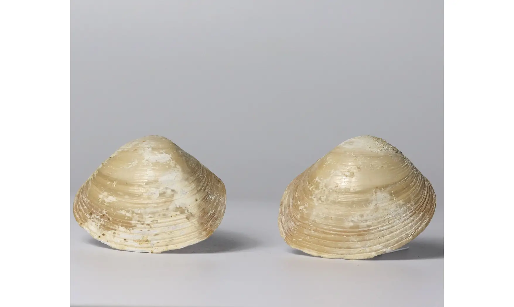 Crassatella ponderosa (GMELIN, 1791)