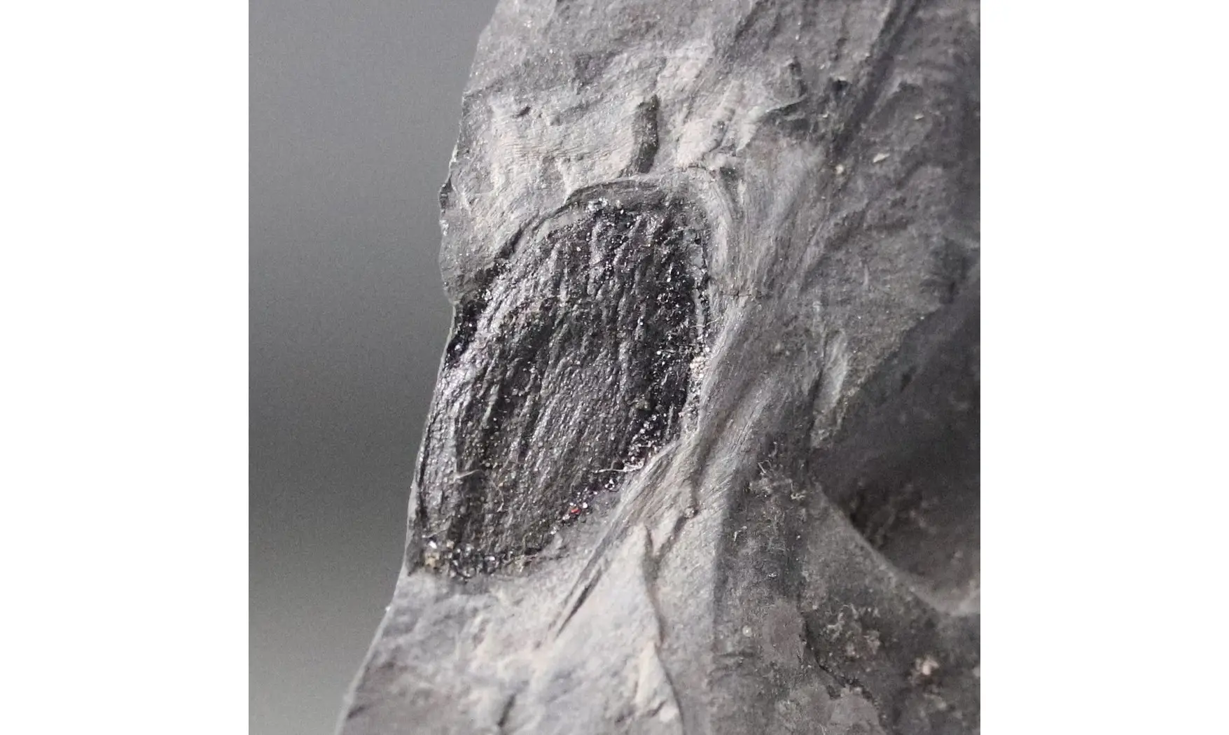 Trigonocarpus