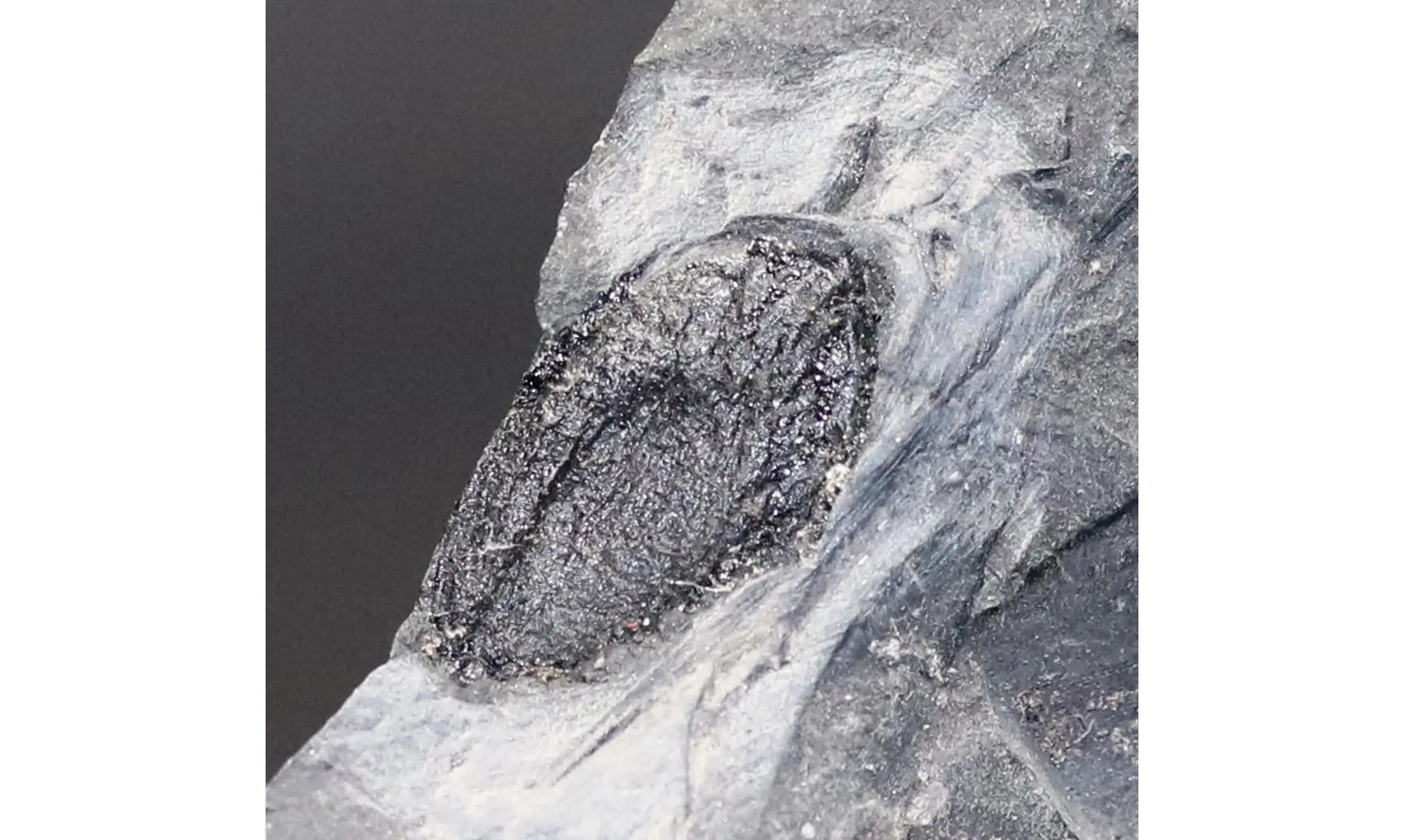 Trigonocarpus