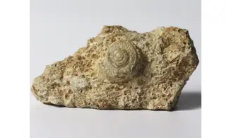 Obornella granulata
