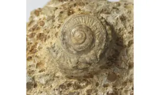 Obornella granulata