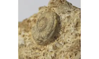 Obornella granulata