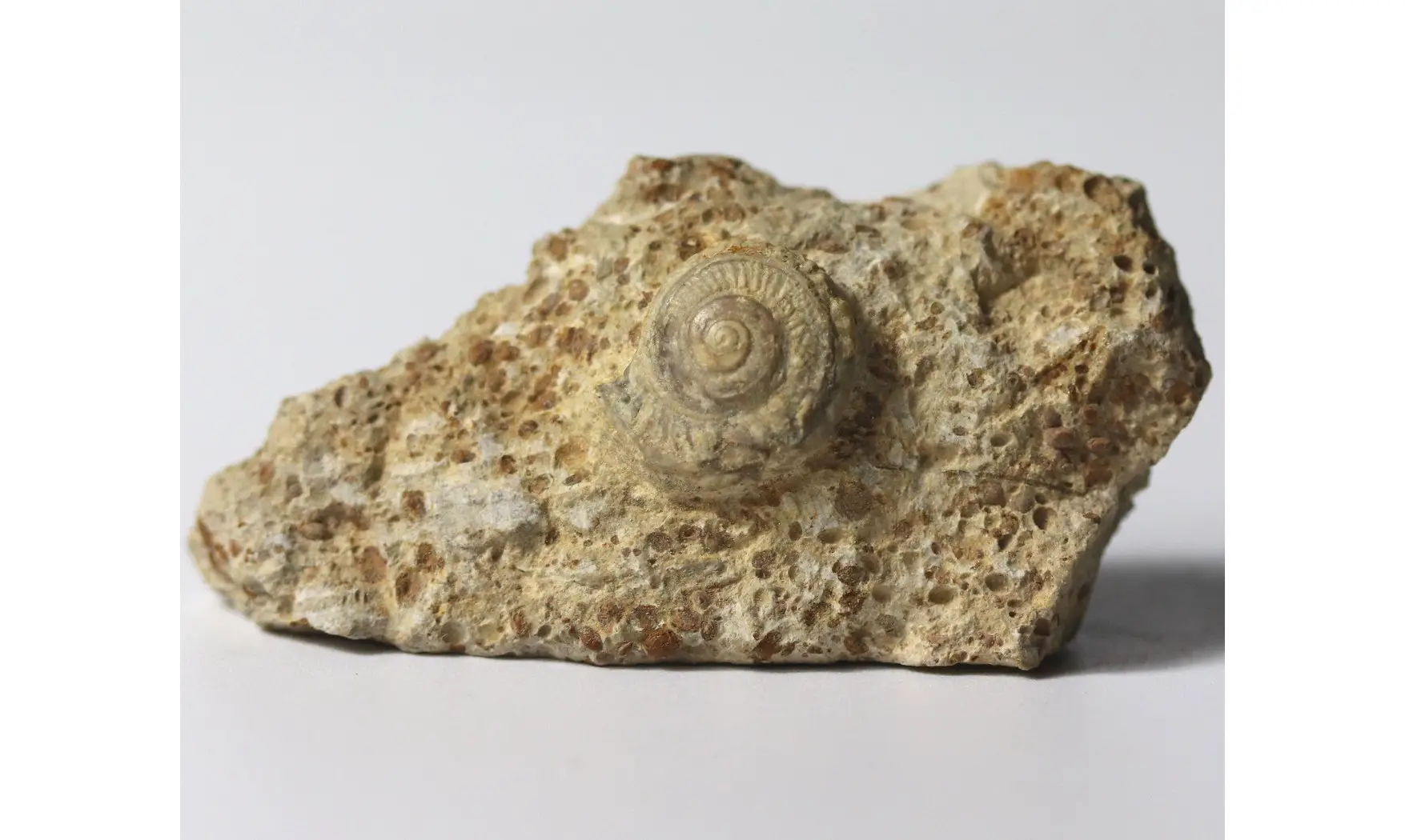 Obornella granulata