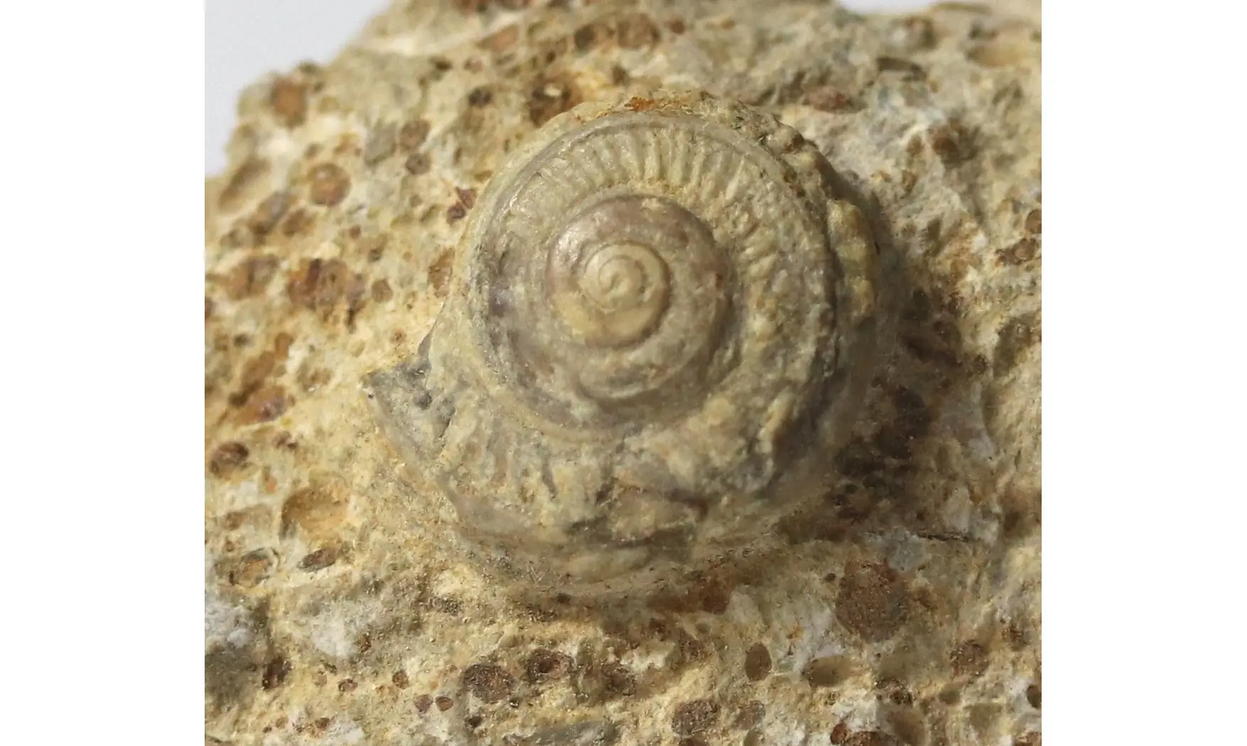 Obornella granulata