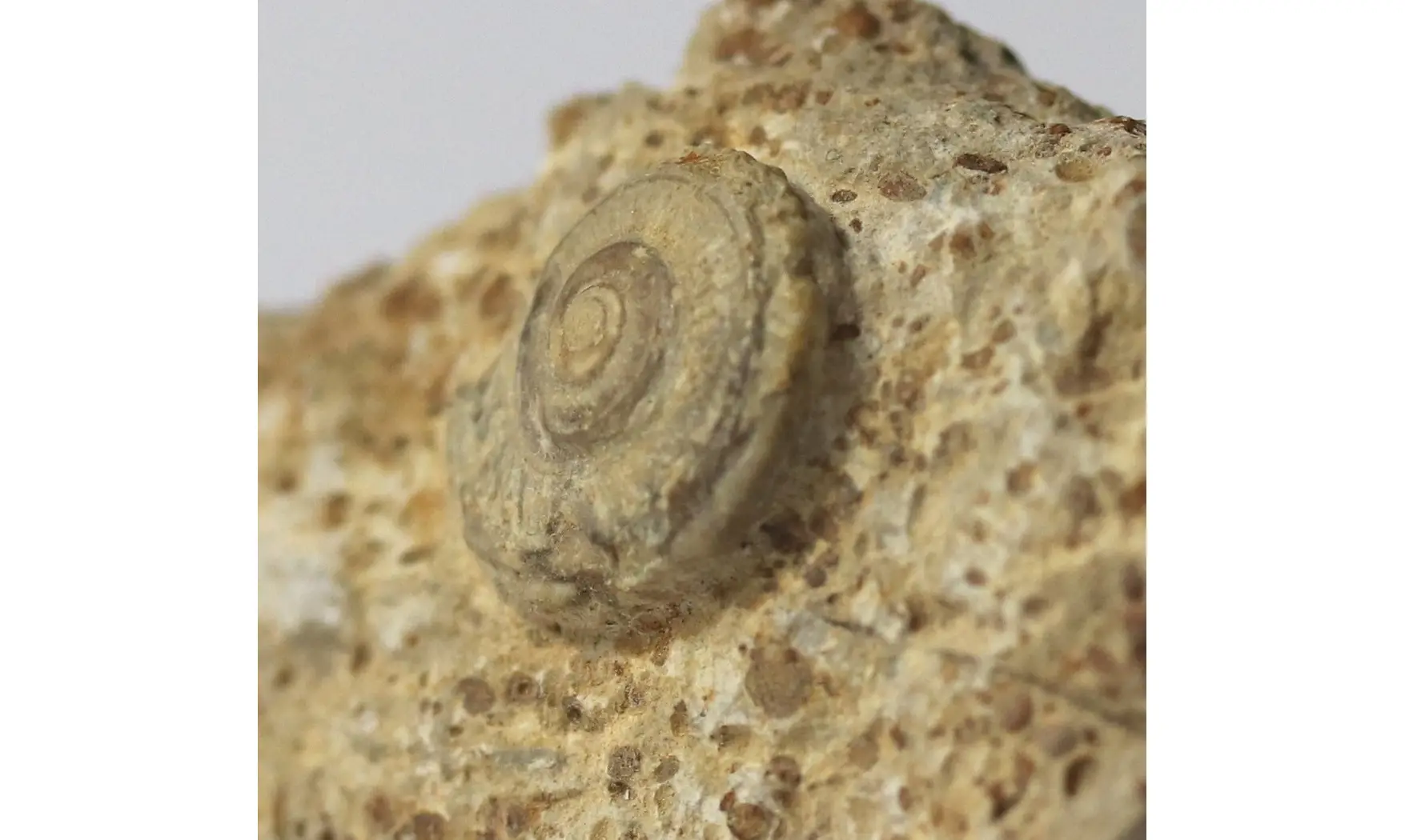 Obornella granulata
