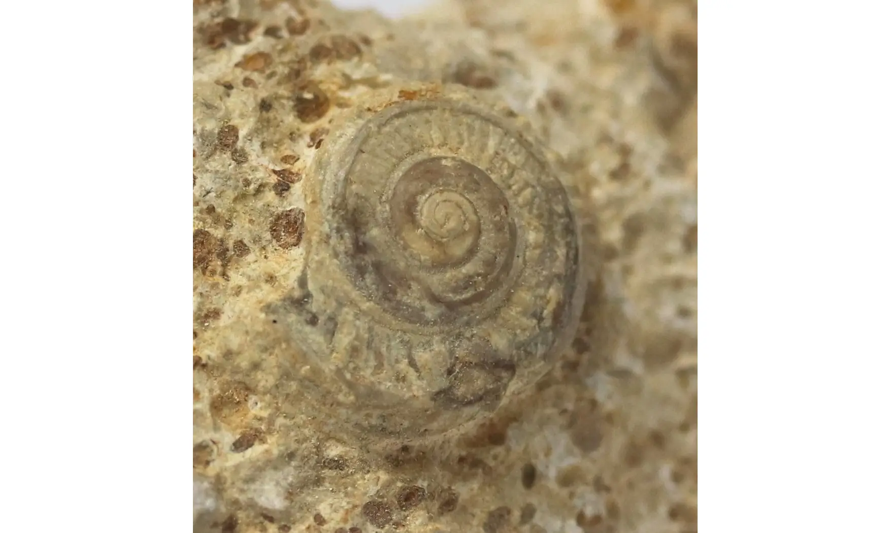 Obornella granulata