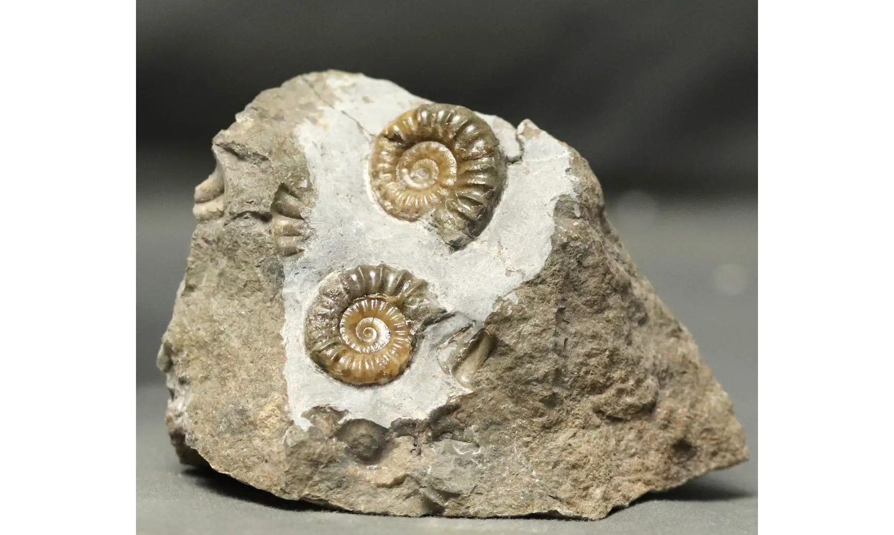 Arnioceras falcaries
