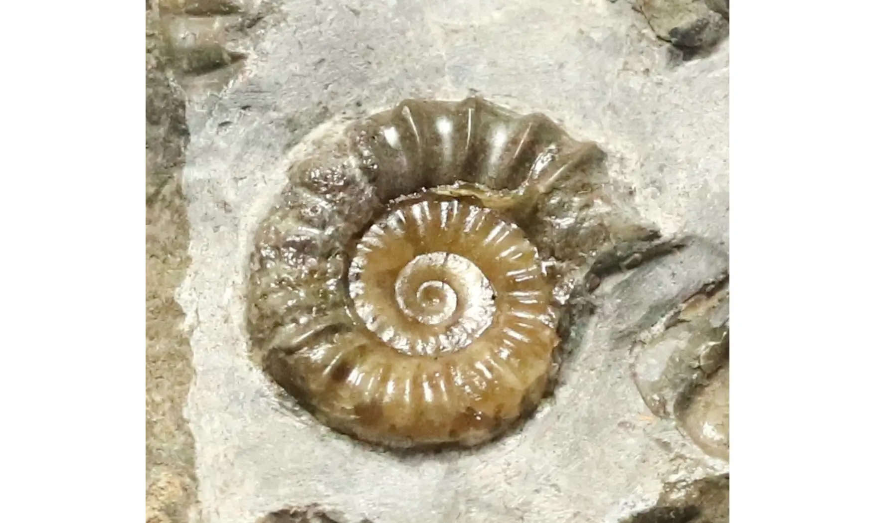 Arnioceras falcaries
