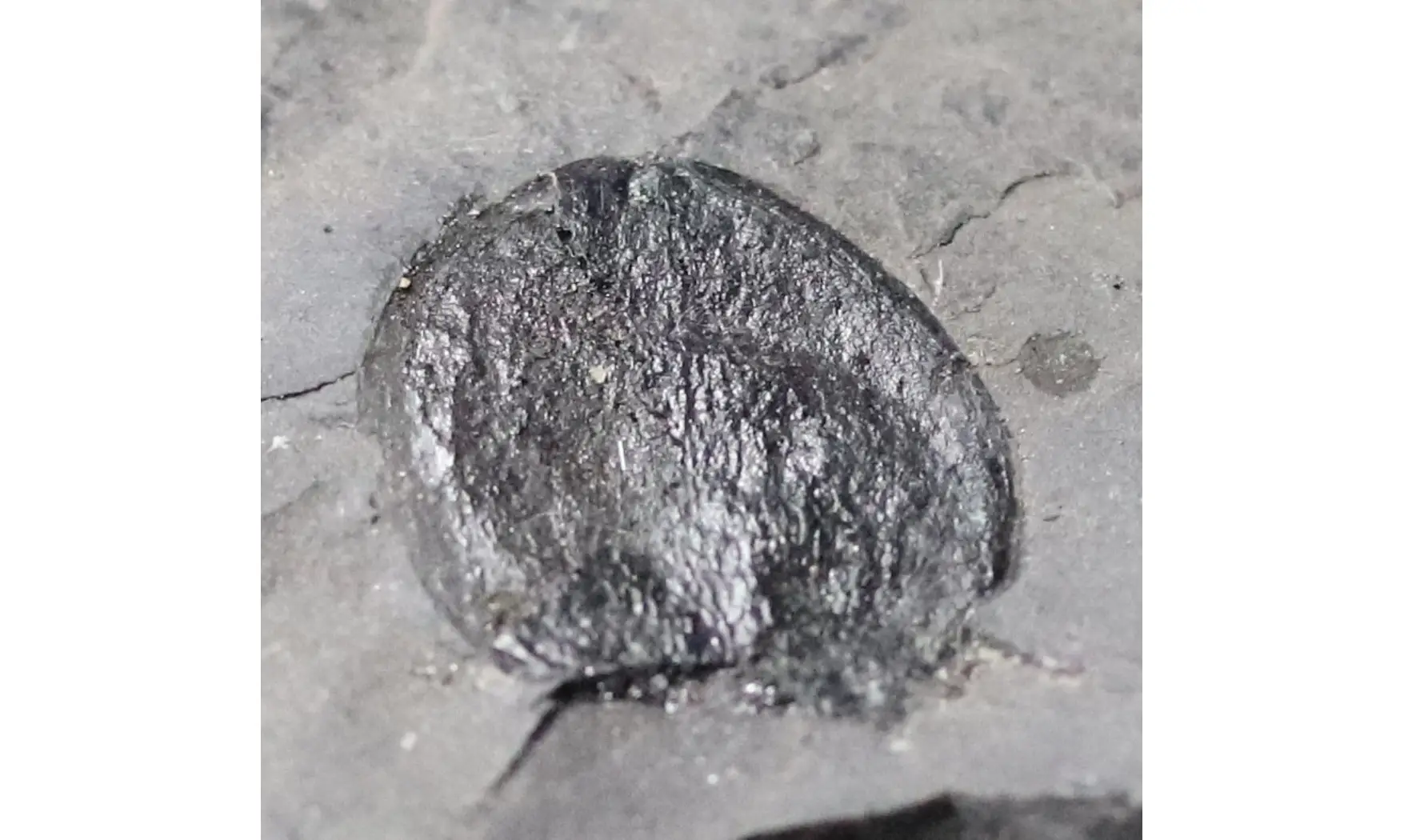 Trigonocarpus