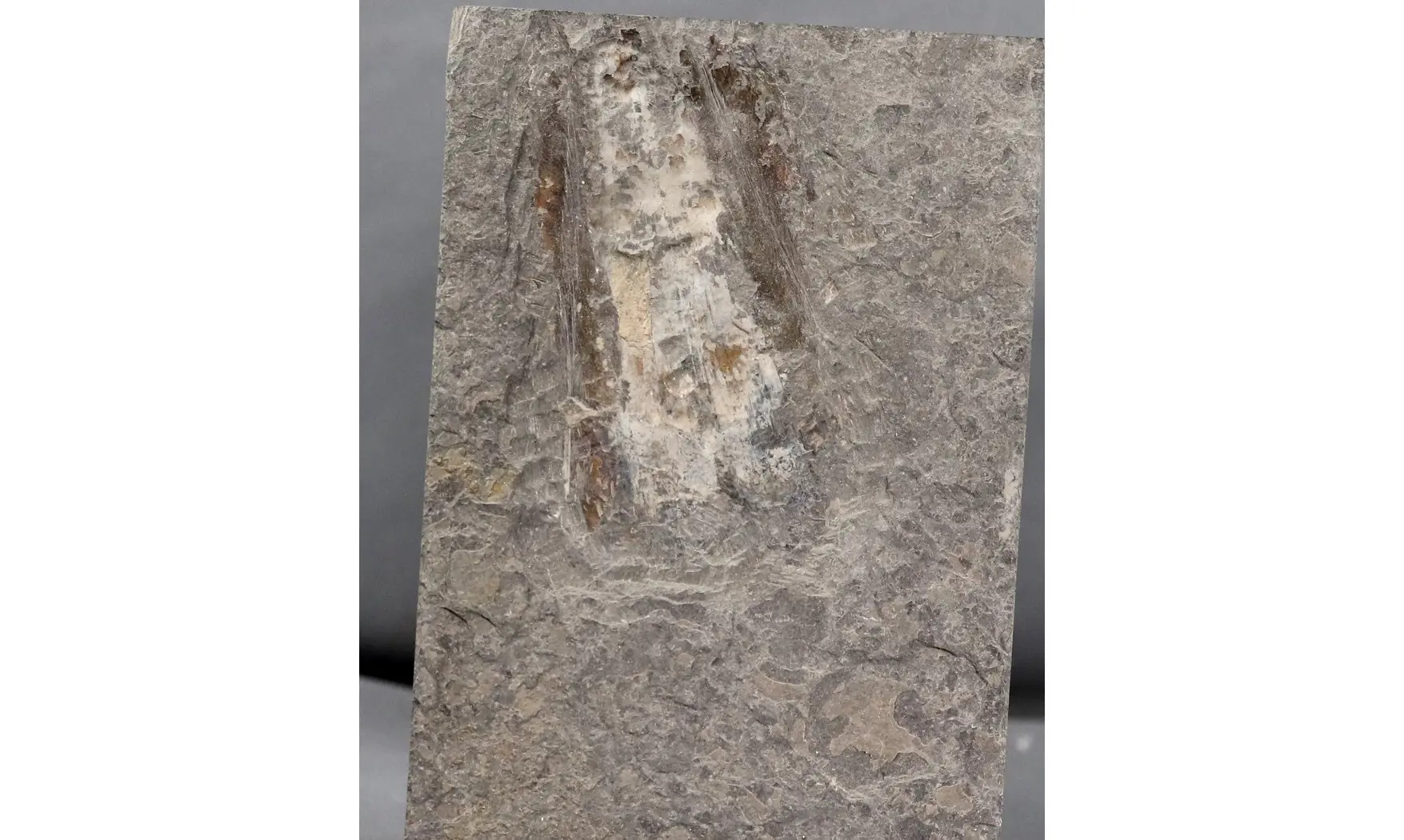 Teudopsis bollensis