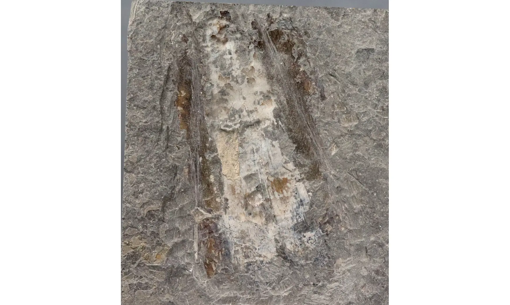 Teudopsis bollensis