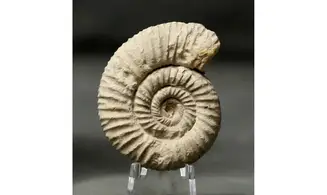 Passendorferia rosati