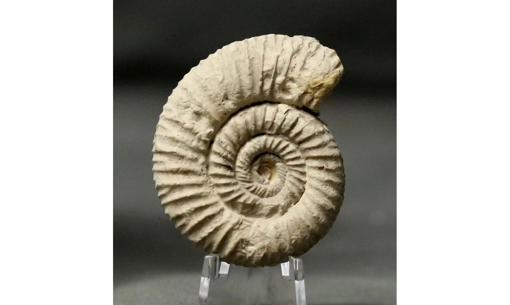 Passendorferia rosati