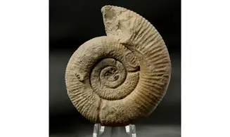 Passendorferia birmensdorfensis