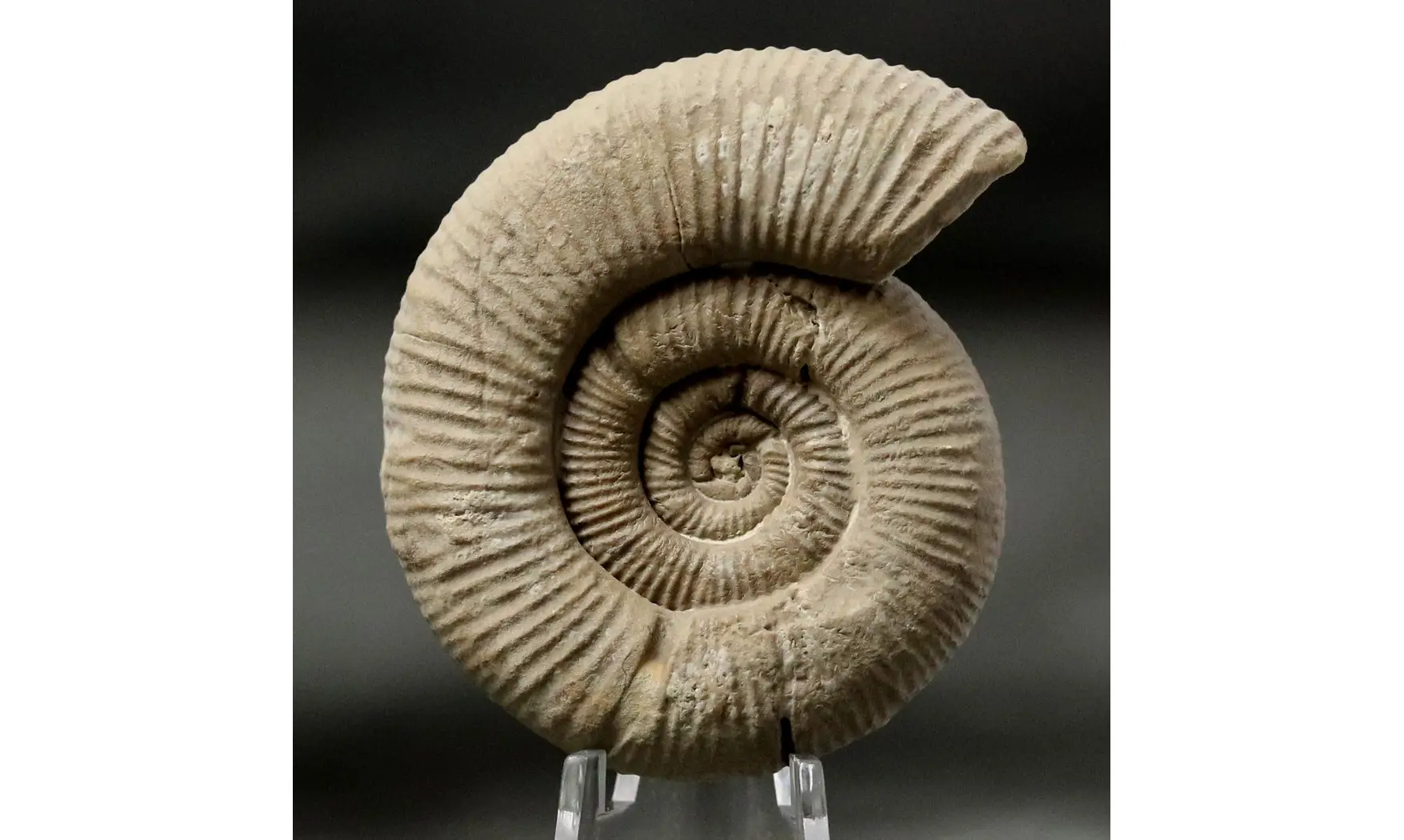 Passendorferia birmensdorfensis