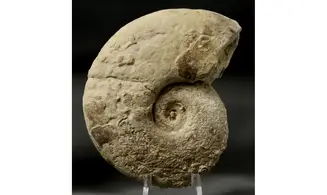 Lissoceratoides erato