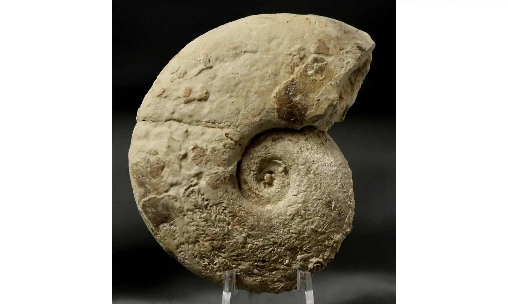 Lissoceratoides erato