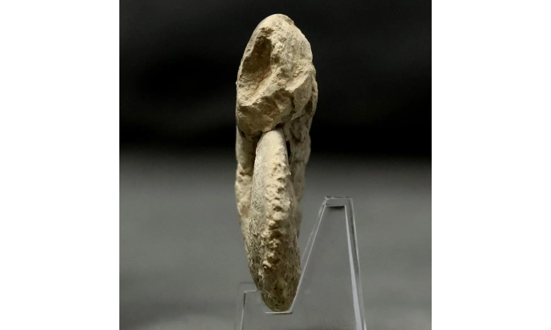 Lissoceratoides erato