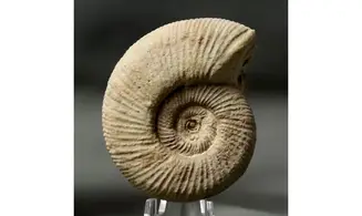 Dichotomoceras bifurcatus