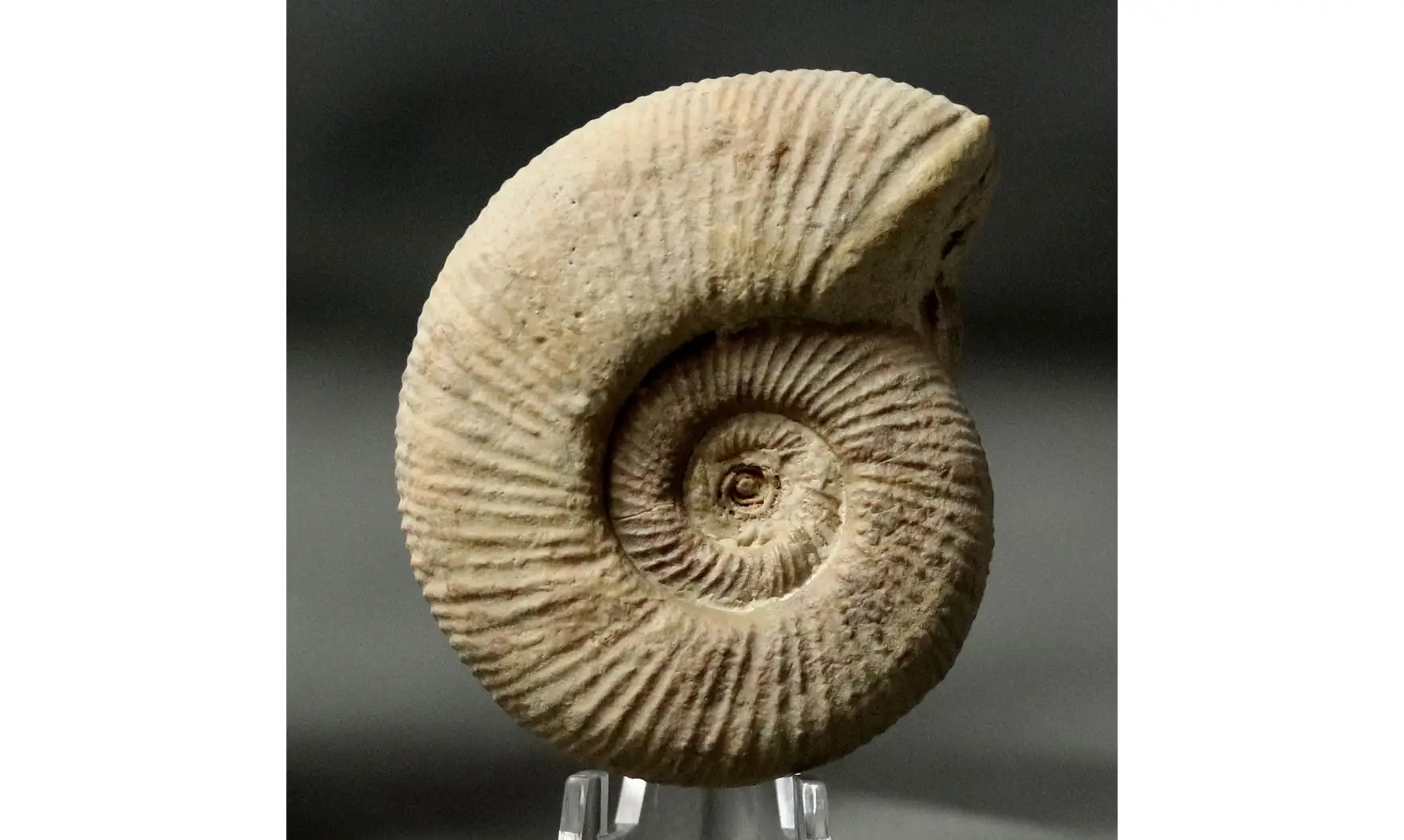 Dichotomoceras bifurcatus