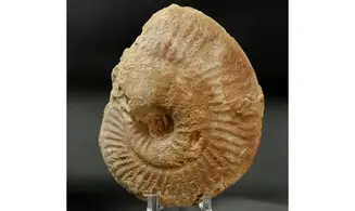 Ochetoceras hispidum
