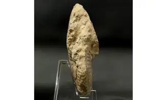 Ochetoceras hispidum
