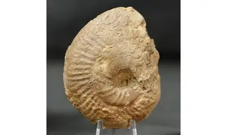 Ochetoceras hispidum