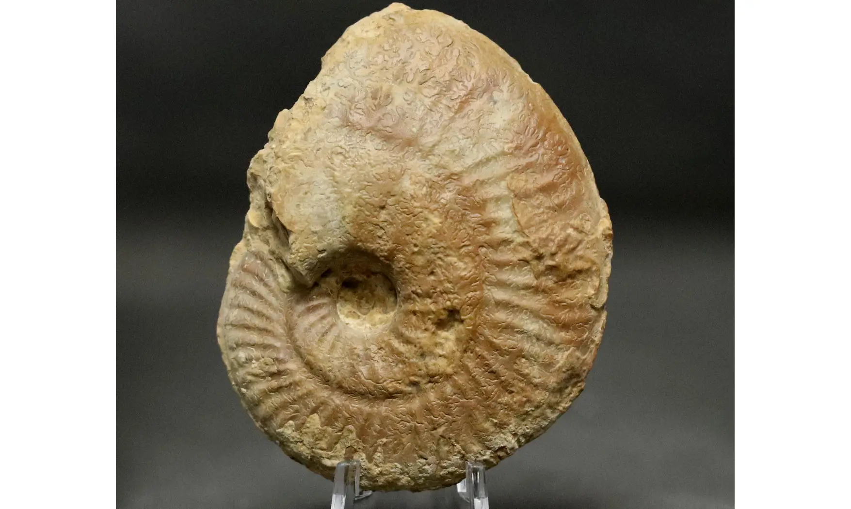 Ochetoceras hispidum