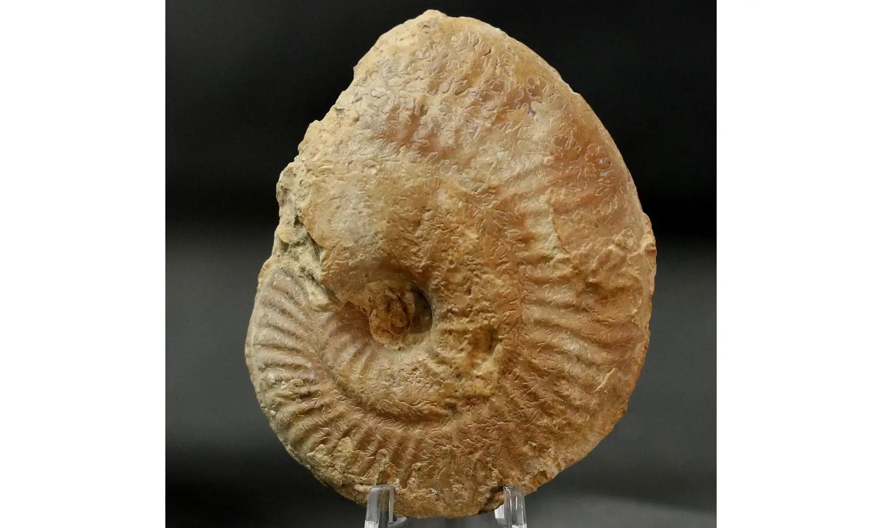 Ochetoceras hispidum