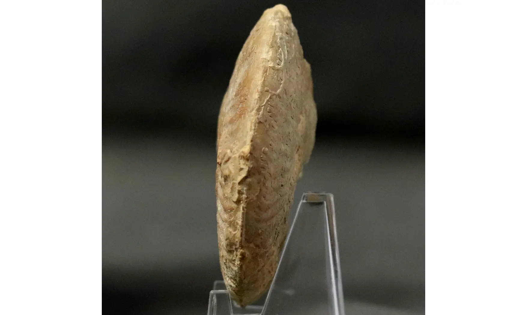 Ochetoceras hispidum