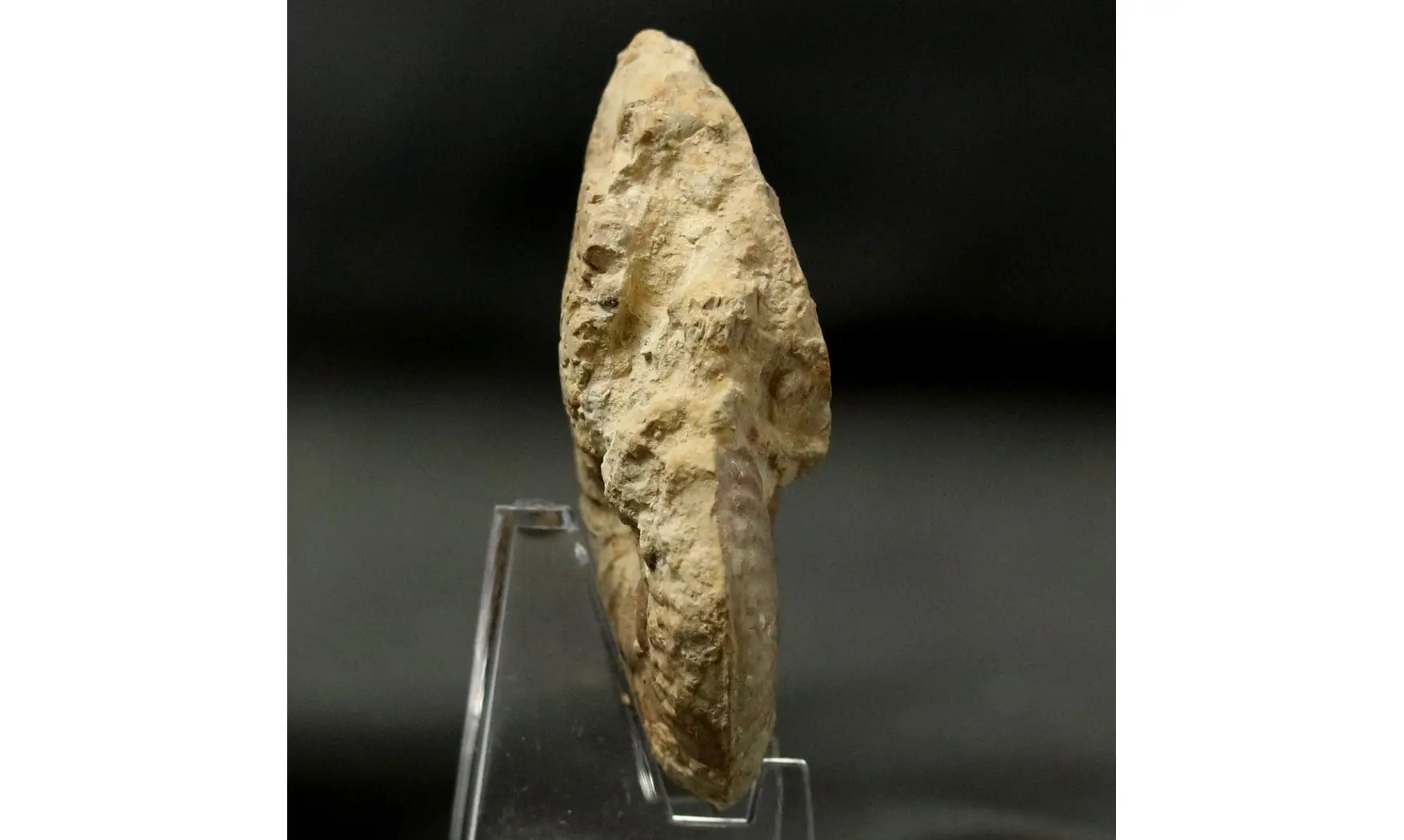 Ochetoceras hispidum