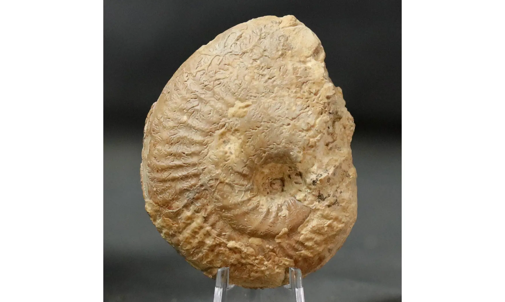 Ochetoceras hispidum