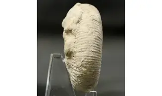 Dichotomoceras bifurcatus