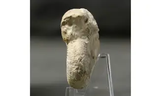 Dichotomoceras bifurcatus