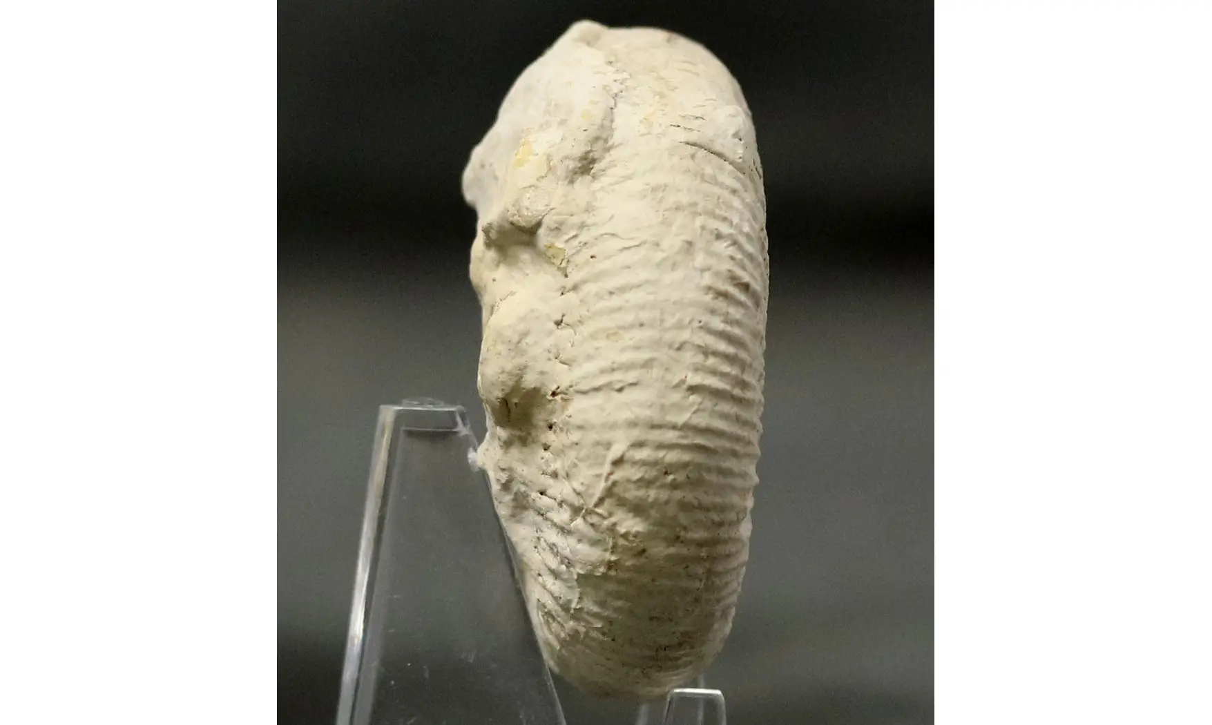 Dichotomoceras bifurcatus