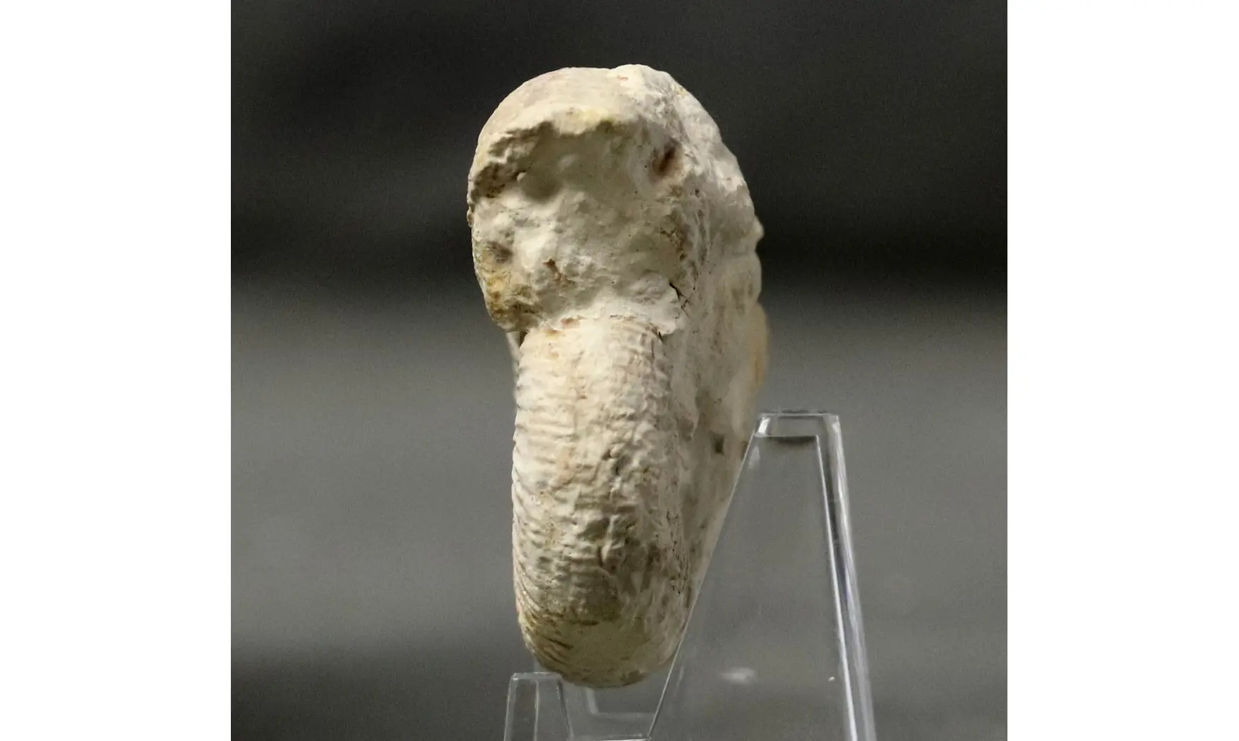 Dichotomoceras bifurcatus