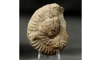 Ochetoceras hispidum