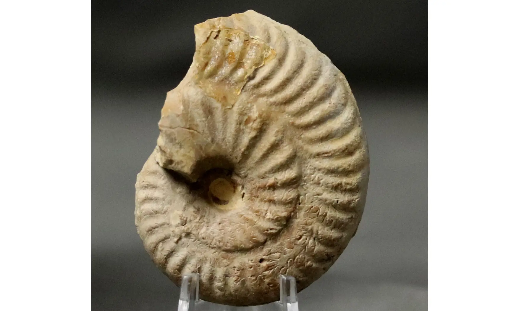 Ochetoceras hispidum