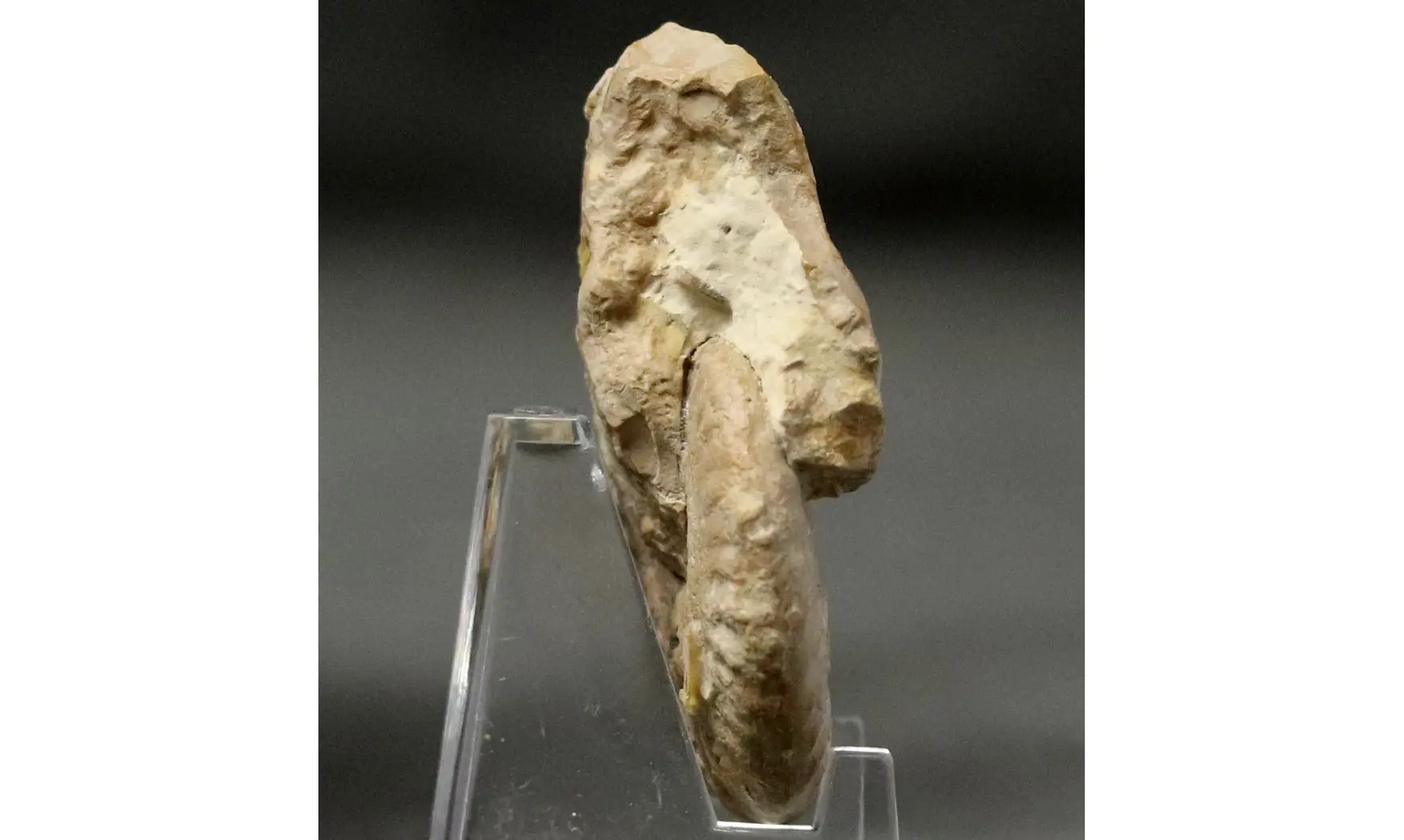 Ochetoceras hispidum
