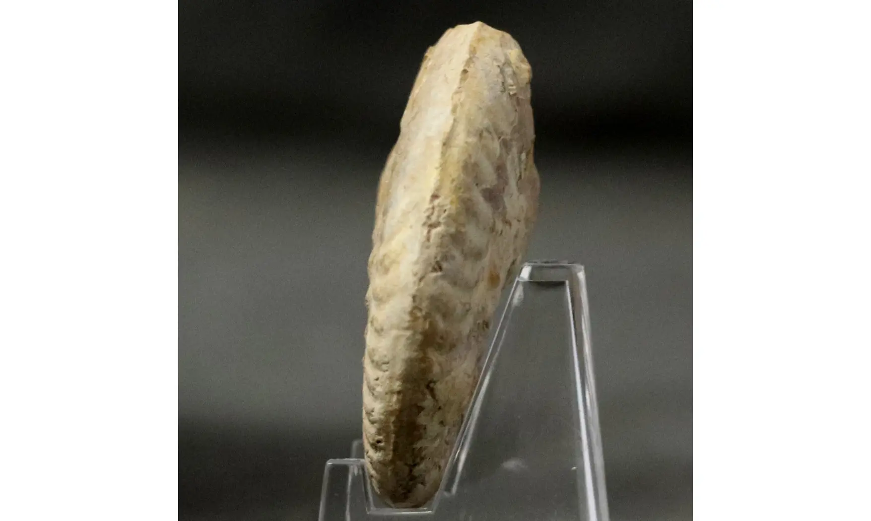 Ochetoceras hispidum