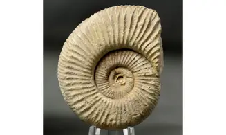 Dichotomoceras bifurcatus