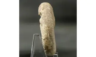 Dichotomoceras bifurcatus