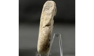 Dichotomoceras bifurcatus