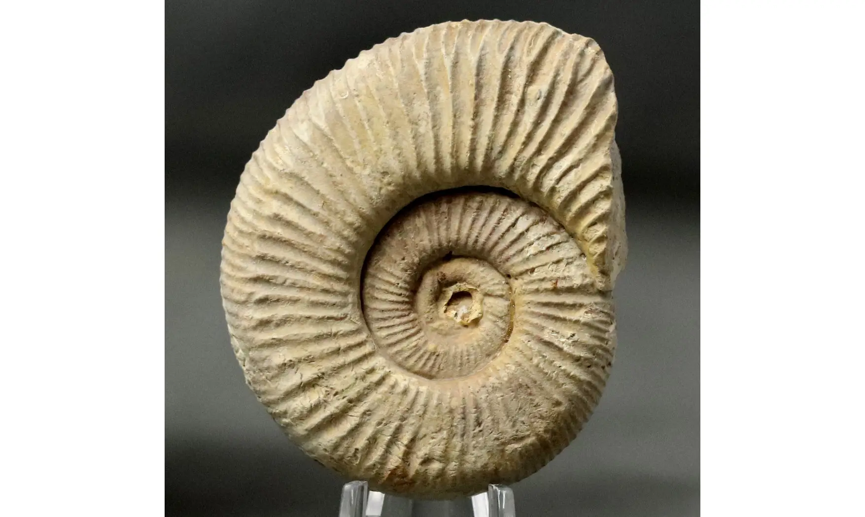 Dichotomoceras bifurcatus