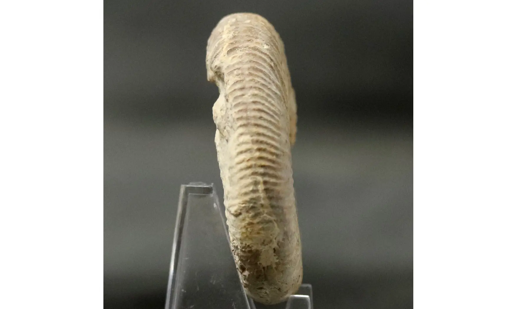 Dichotomoceras bifurcatus